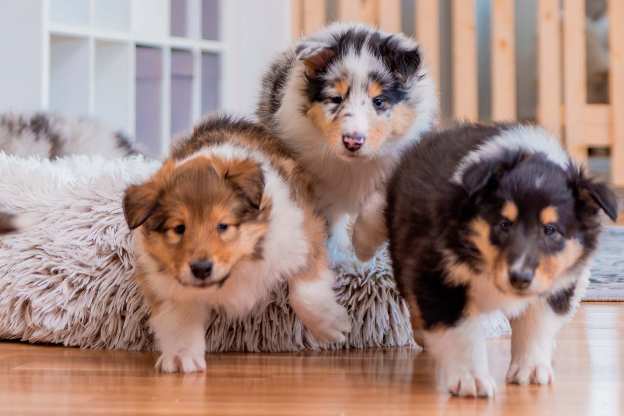 koiranpennun-rokotus