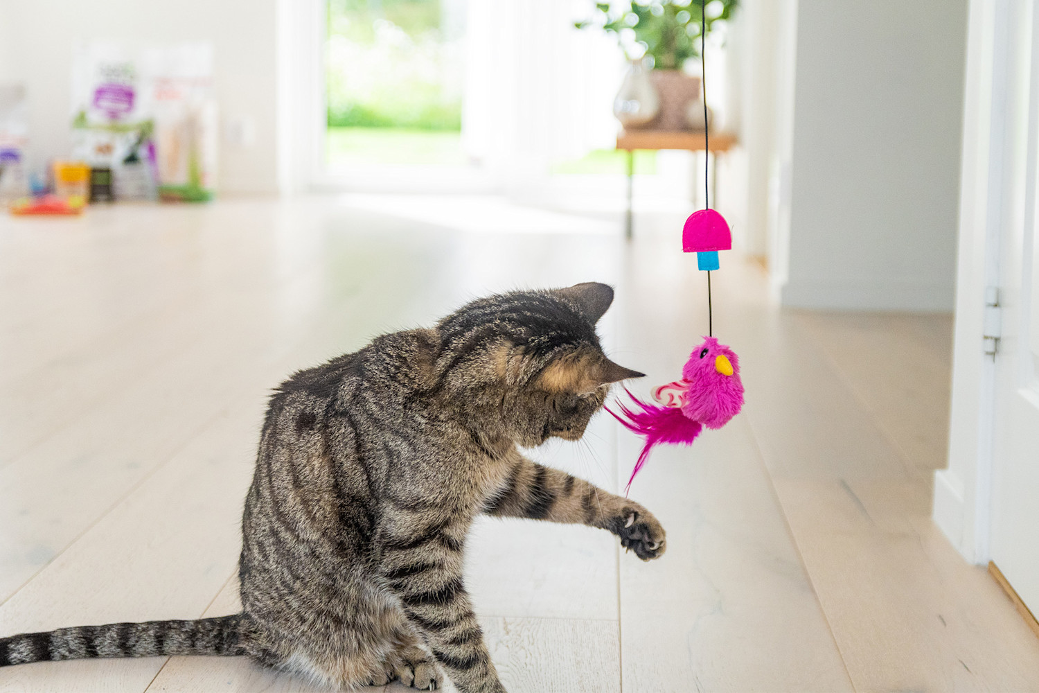 Pureplay article How to Stimulate an Indoor Cat CAT 3x2