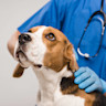 Pureplay article Health DOG 3x2
