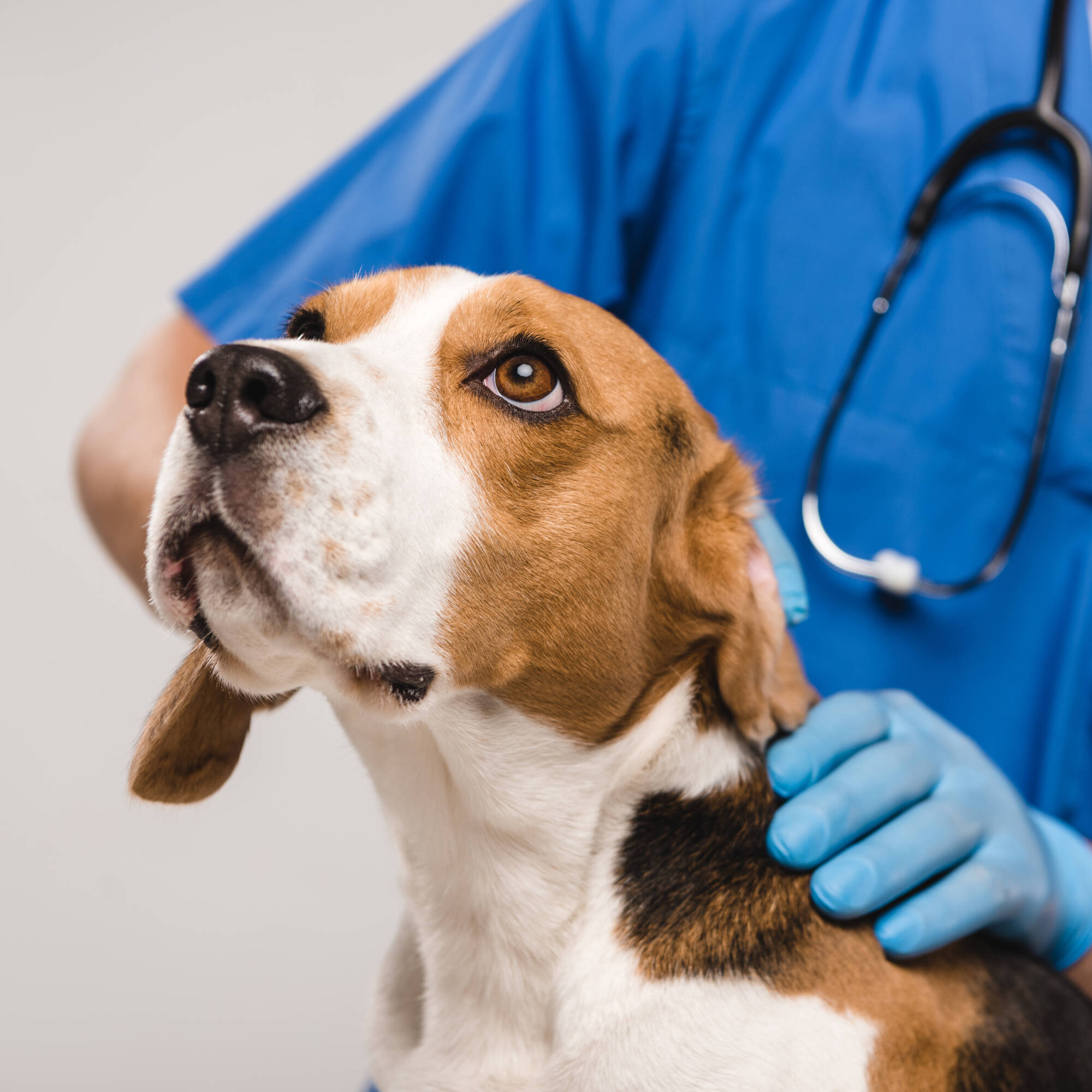 Pureplay article Health DOG 3x2