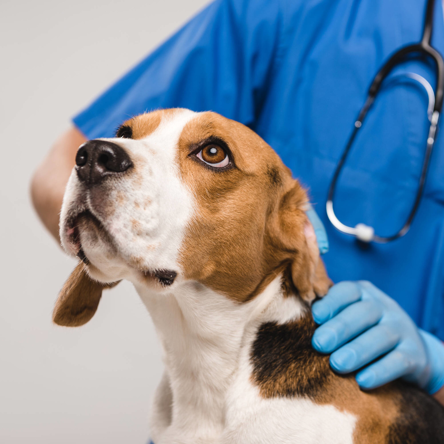 Pureplay article Health DOG 3x2