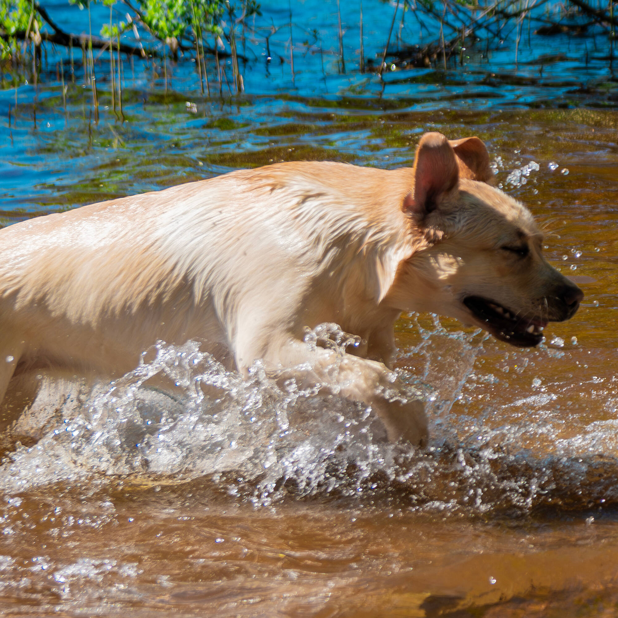 PETEN/ARTICLES/DOG CARE/HOT SPOT