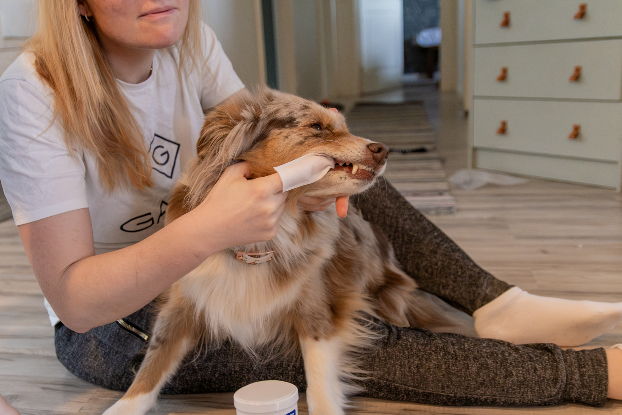 Pureplay brush your dogs teeth DOG 3x2