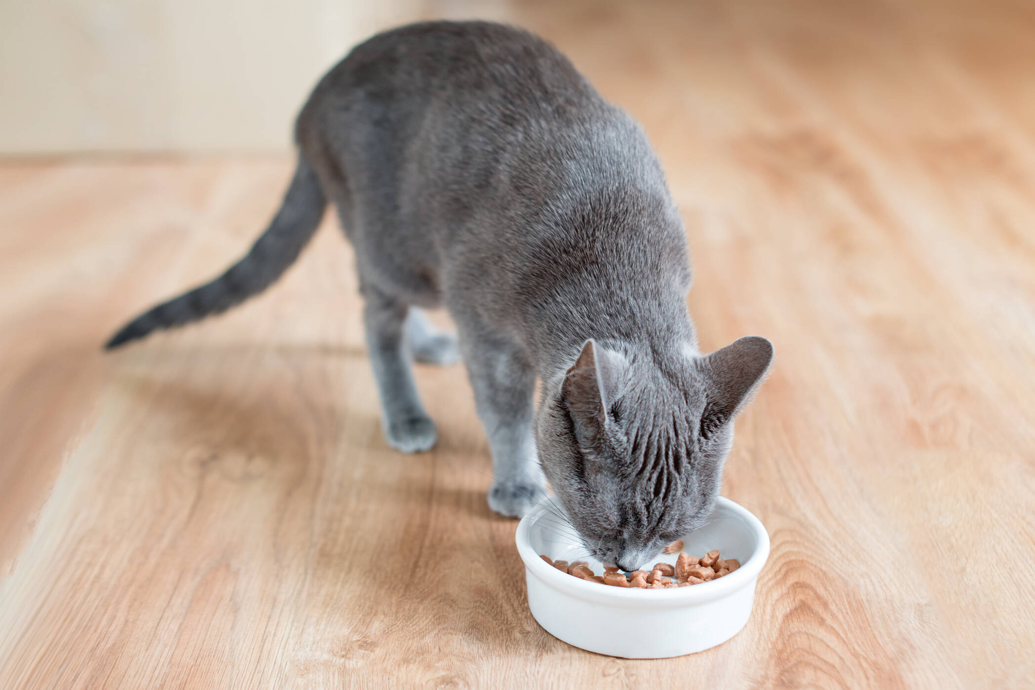 AdobeStock 480323437 cat-eating-wetfood-2094x1396