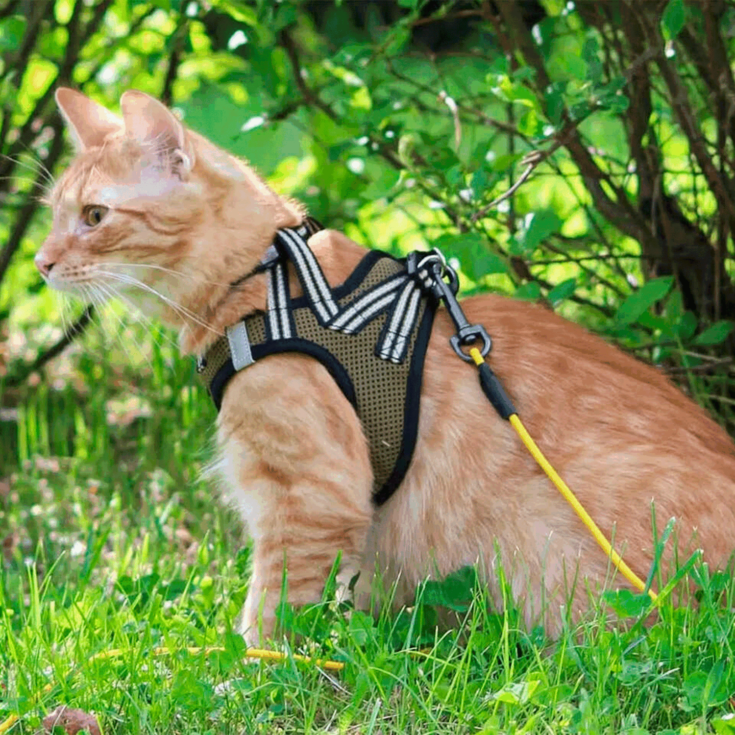 Cat-in-harness-2000x2000px