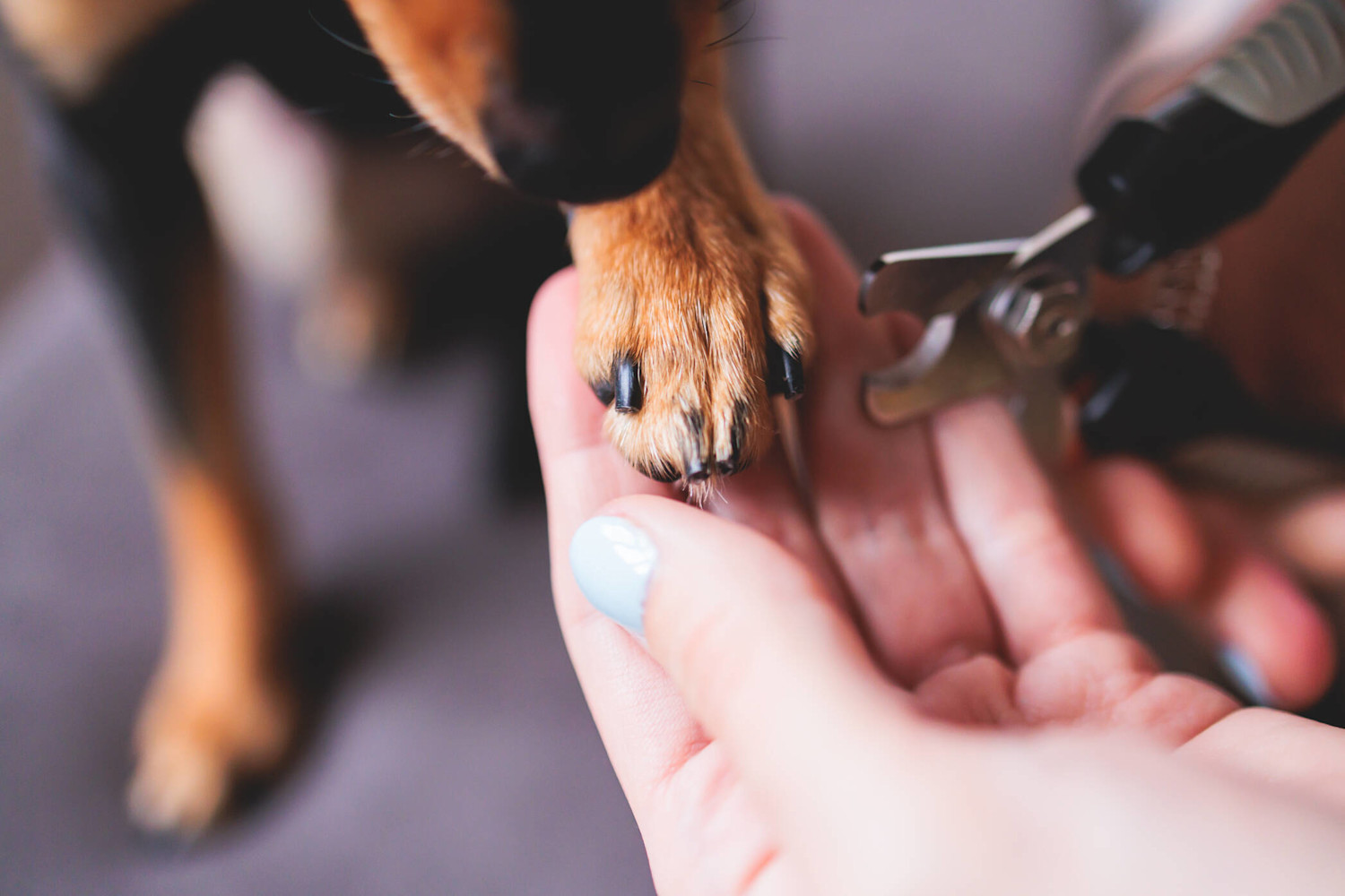 Koiran kynsien leikkaus