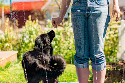Pureplay Dog in Hot Weather – Complete Guide DOG 3x2