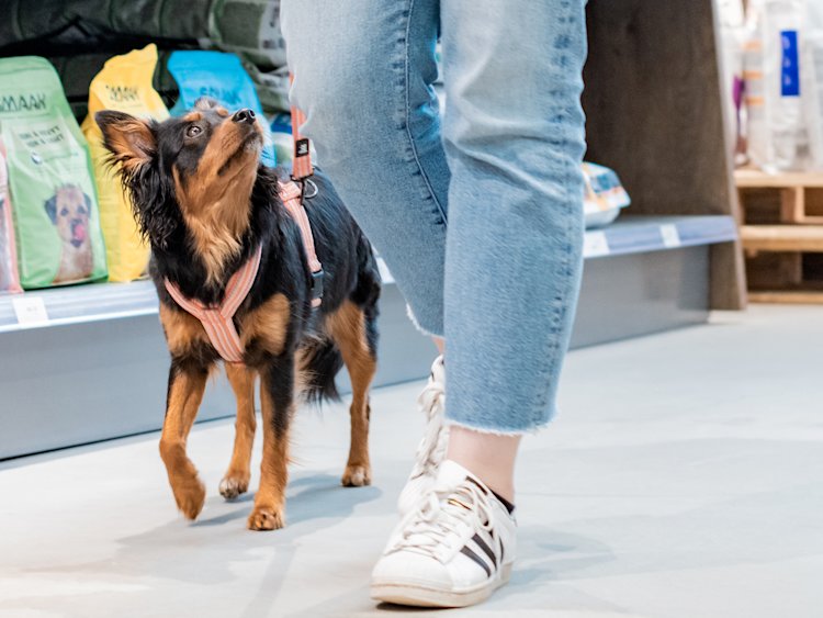 Hund i butik