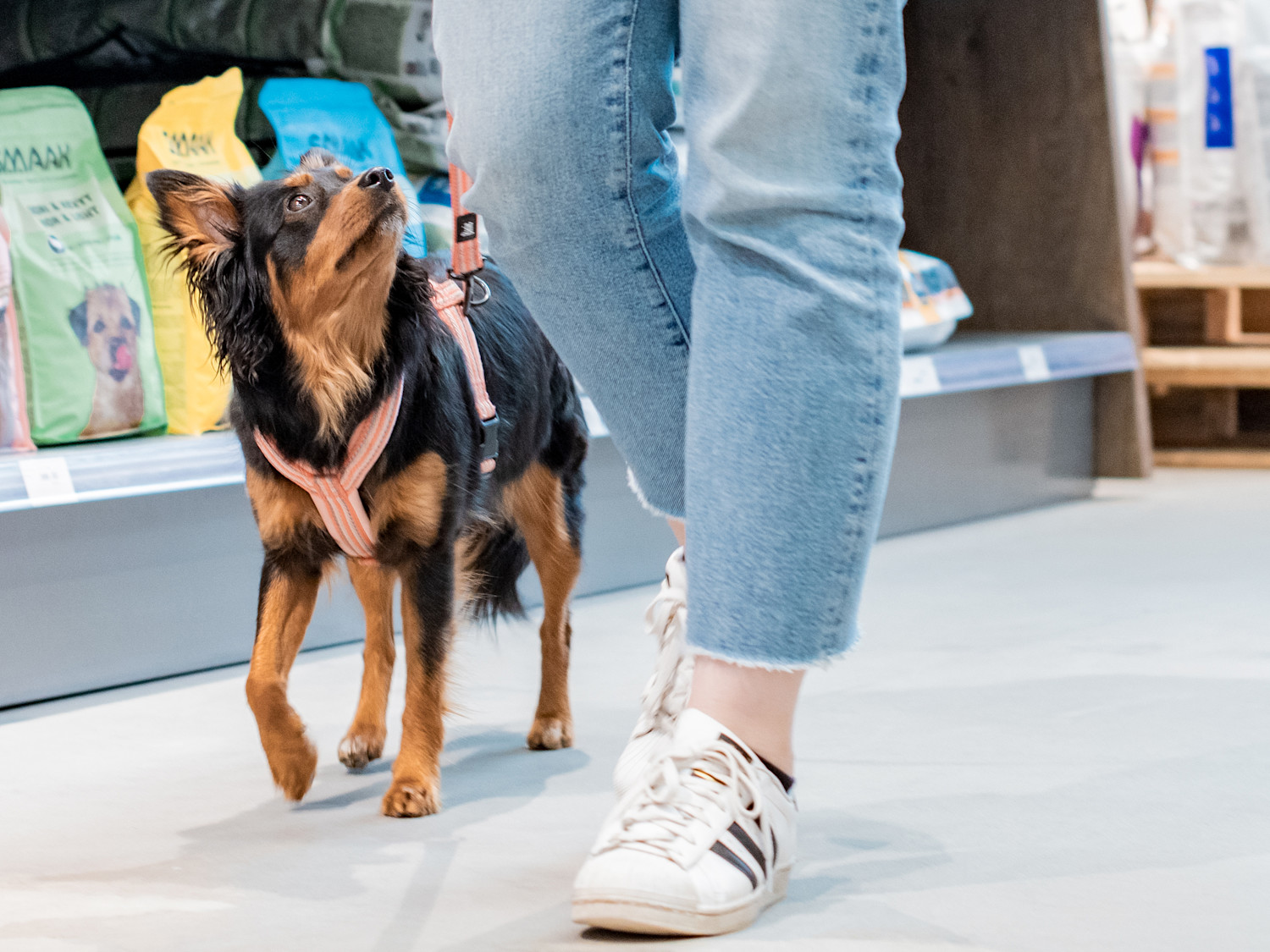 Hund i butik
