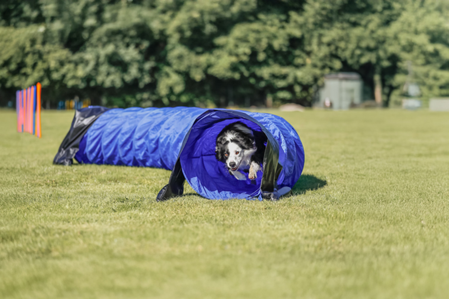 Pureplay article Agility DOG 3x2