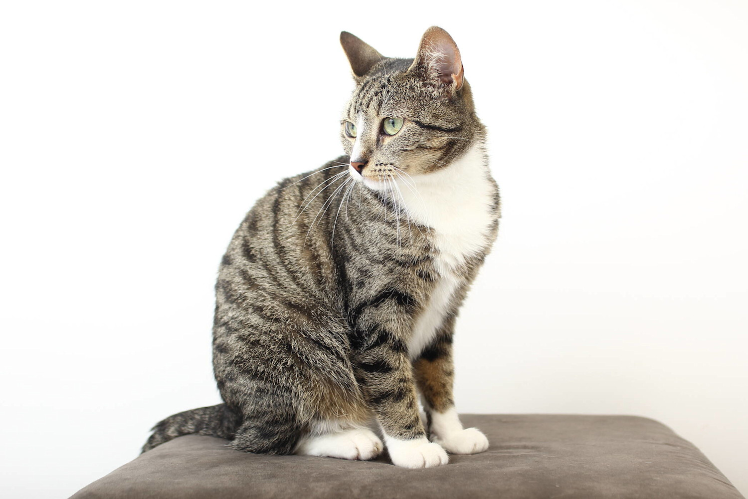 AdobeStock 201125123 kissa-2094x1396