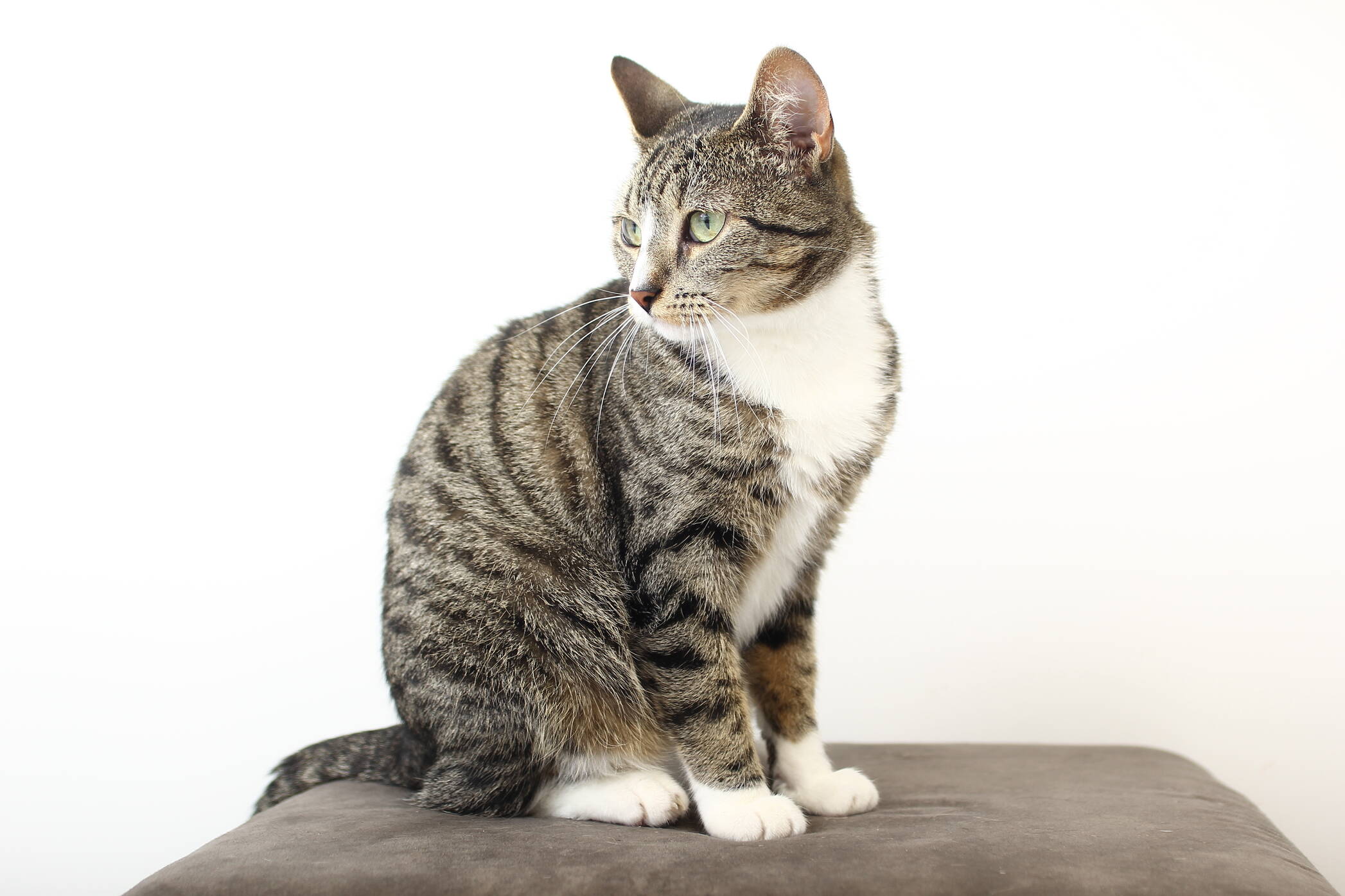 AdobeStock 201125123 kissa-2094x1396