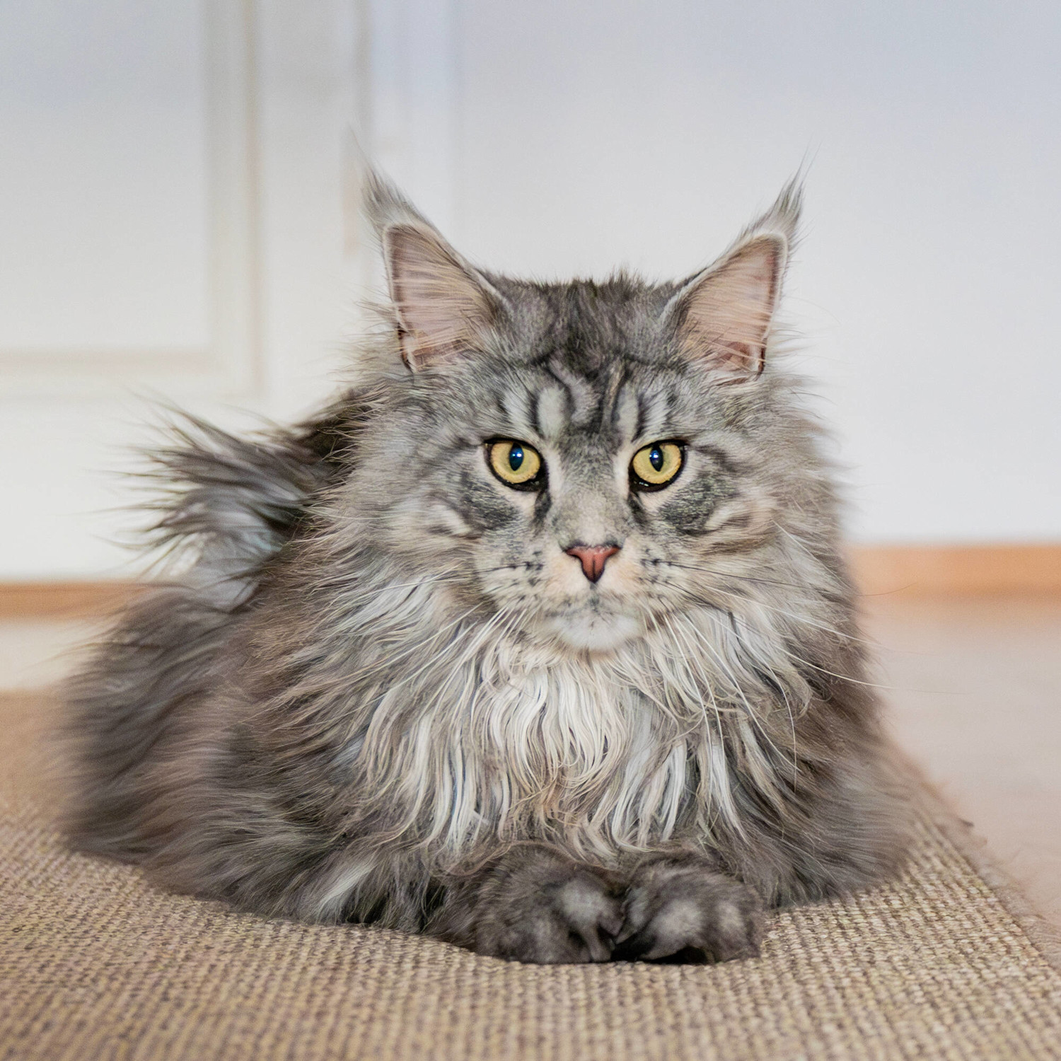 Pureplay article CAT 3x2