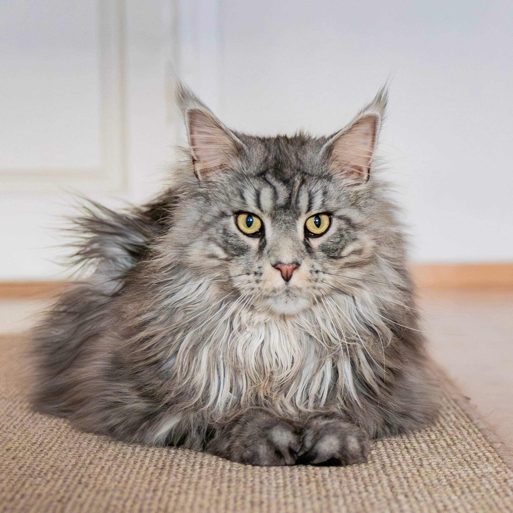 Pureplay article CAT 3x2