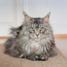 Grey Maine coon on the floor