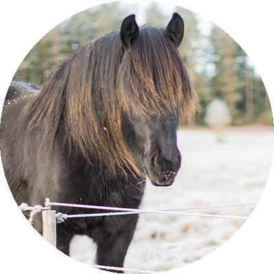 Hest