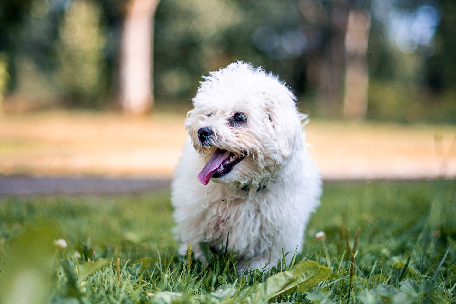 Pureplay article Brown stains around eyes DOG 3x2