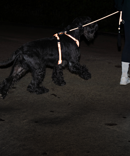 hund i mørket med refleks-sele og refleks-bånd