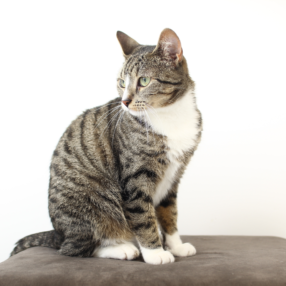 AdobeStock 201125123 kissa-2094x1396