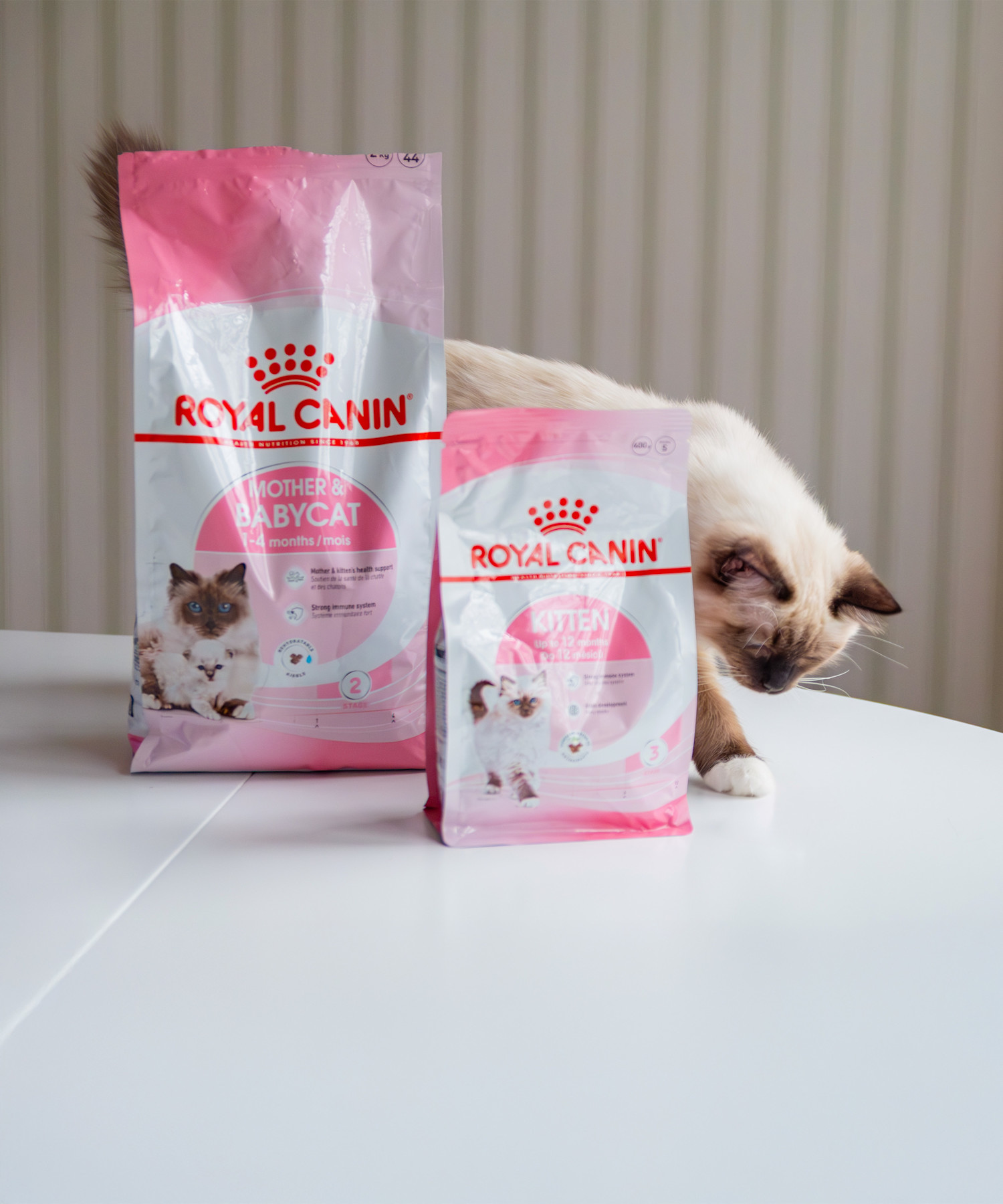 Kattunge med kattemat