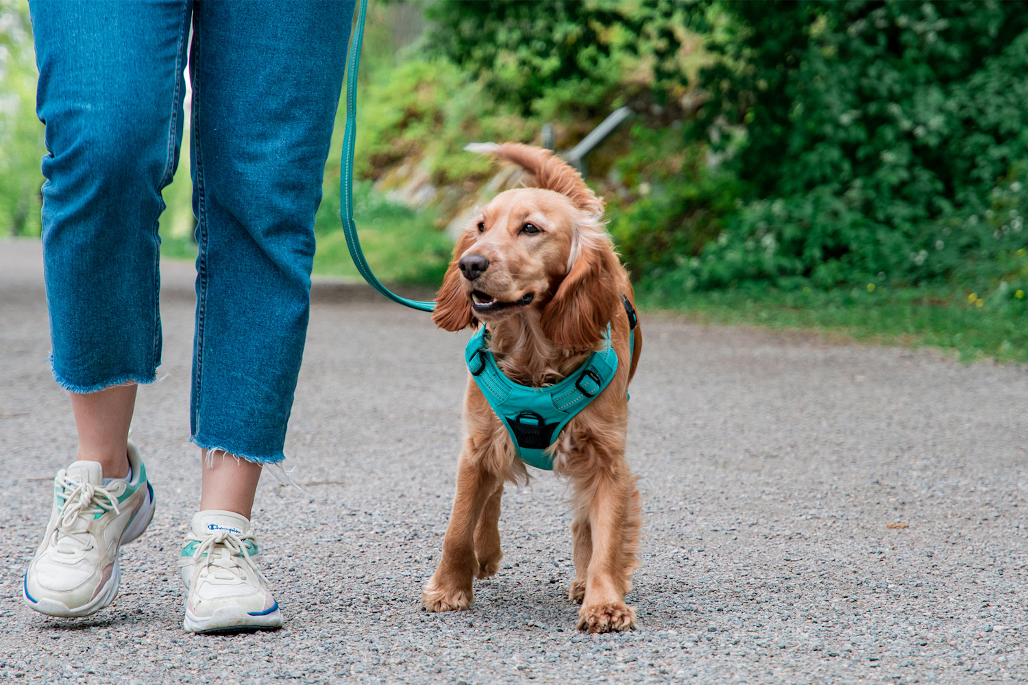 Pureplay article Cocker spaniel DOG 3x2