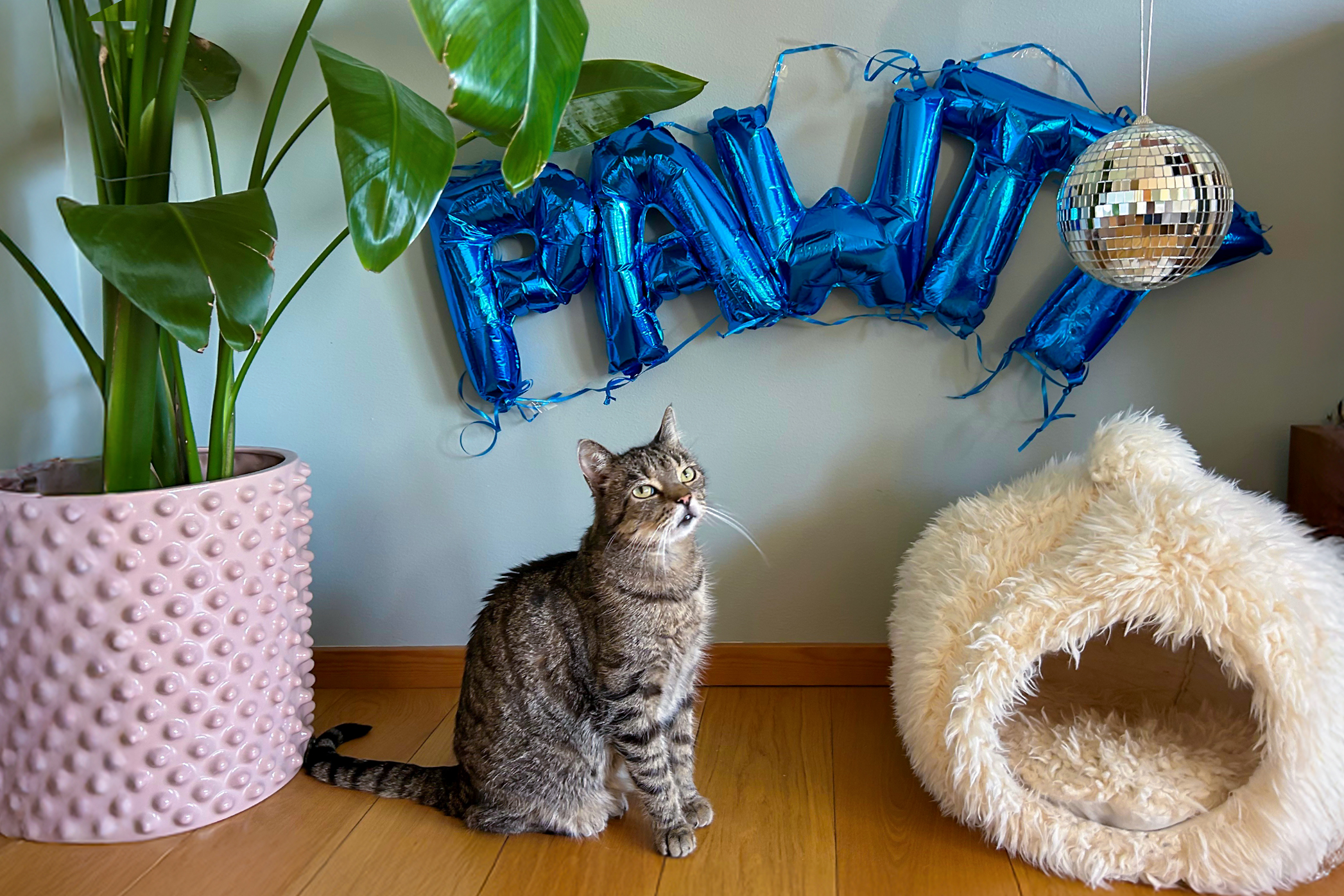 Pureplay article New Year and Firework-Scared Cats CAT 3x2
