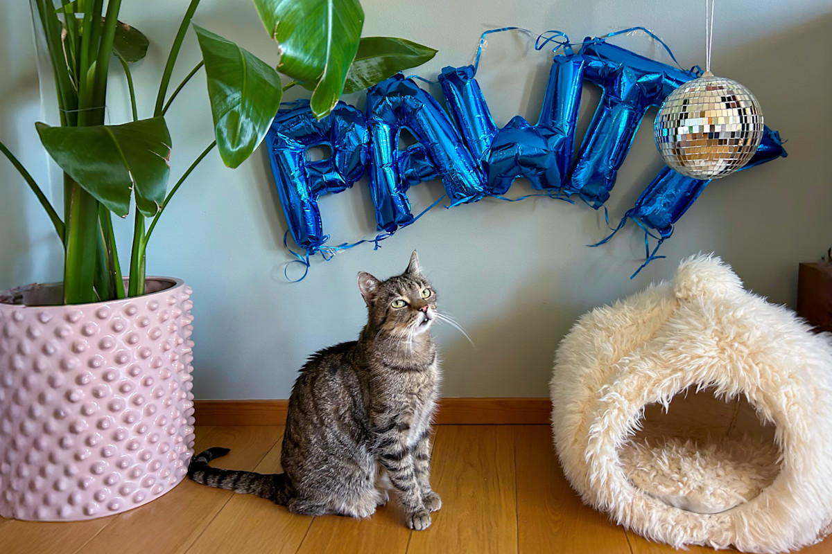 Pureplay article New Year and Firework-Scared Cats CAT 3x2