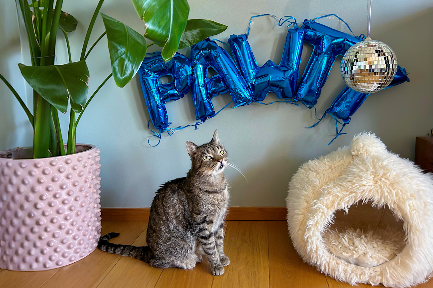 Pureplay article New Year and Firework-Scared Cats CAT 3x2