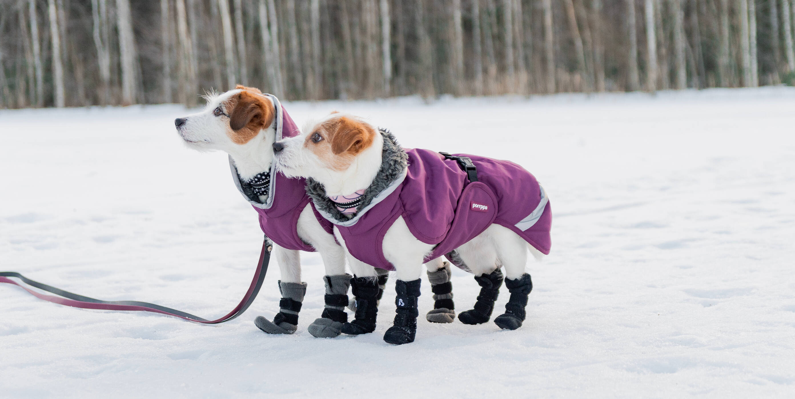 Dog-shoes-2094x1396px