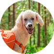 Navigation thumbnail dogcampaigns