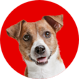 Navigation thumbnail dogcampaigns