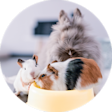 Navigation thumbnail campaignothernaimals