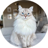 Navigation thumbnail newcat