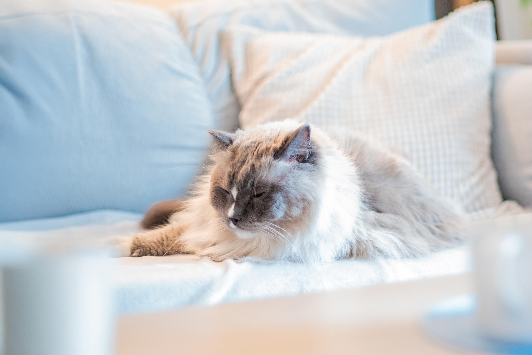 Pureplay article how much does it cost to neuter a cat CAT 3x2