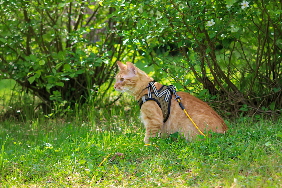 Pureplay Cat harness best in test CAT 3x2