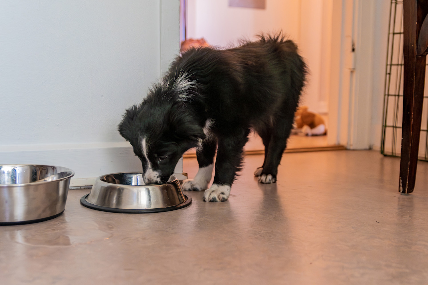 Pureplay article How log do a dog eat puppy food DOG 3x2