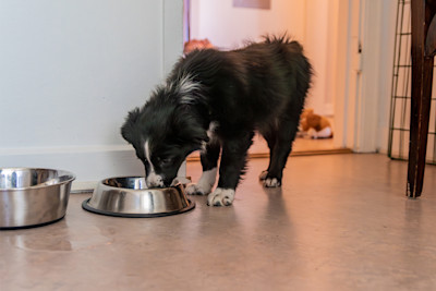 Pureplay article How log do a dog eat puppy food DOG 3x2