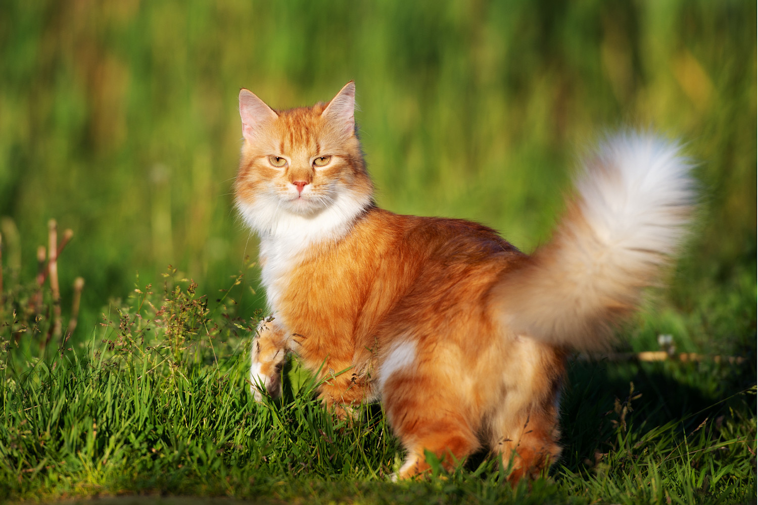 Pureplay article Viper bite CAT 3x2