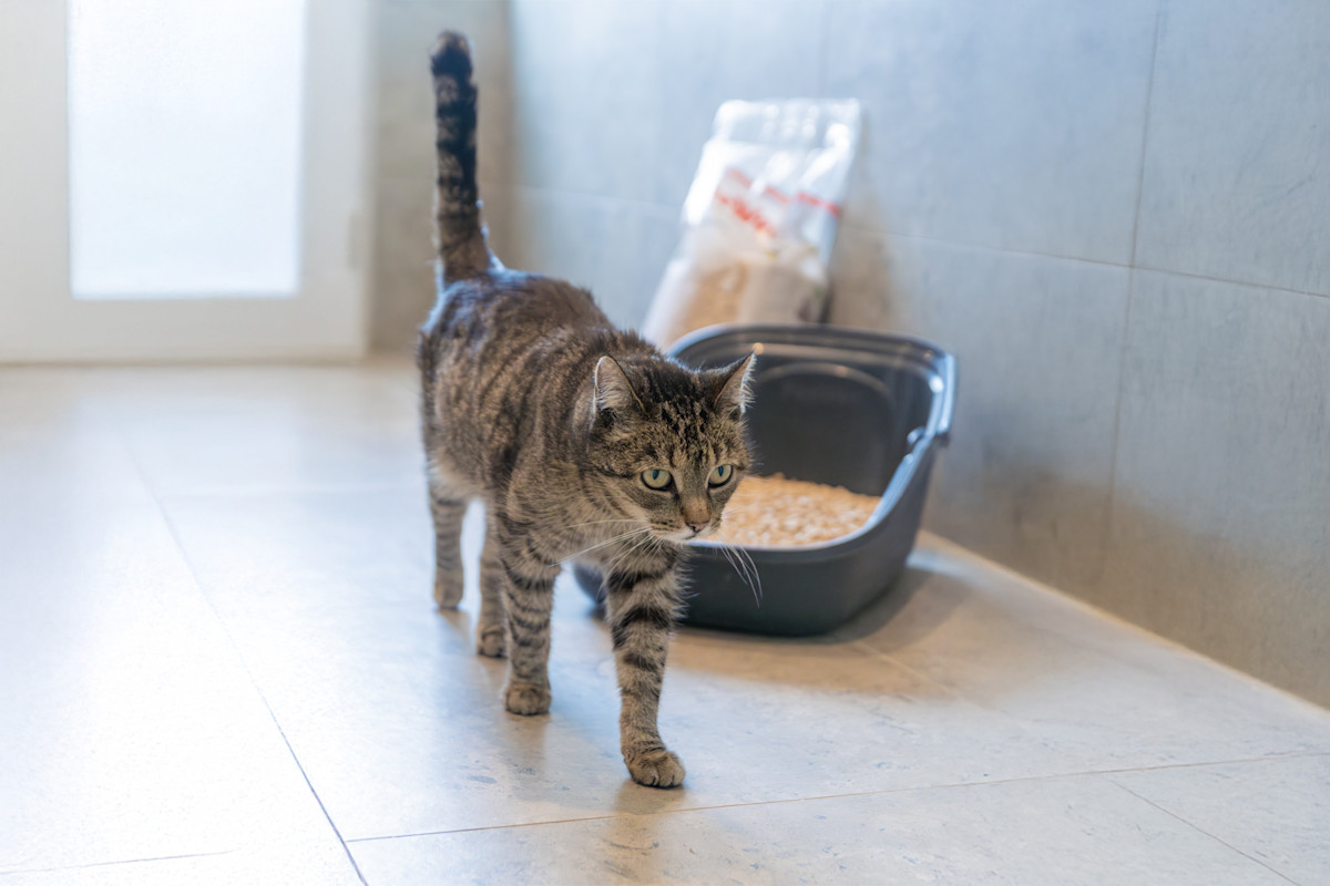 Pureplay article how to choose the right cat litter CAT 3x2