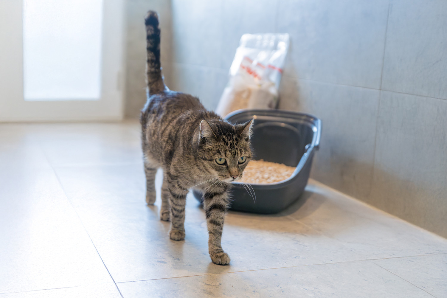 Pureplay article how to choose the right cat litter CAT 3x2