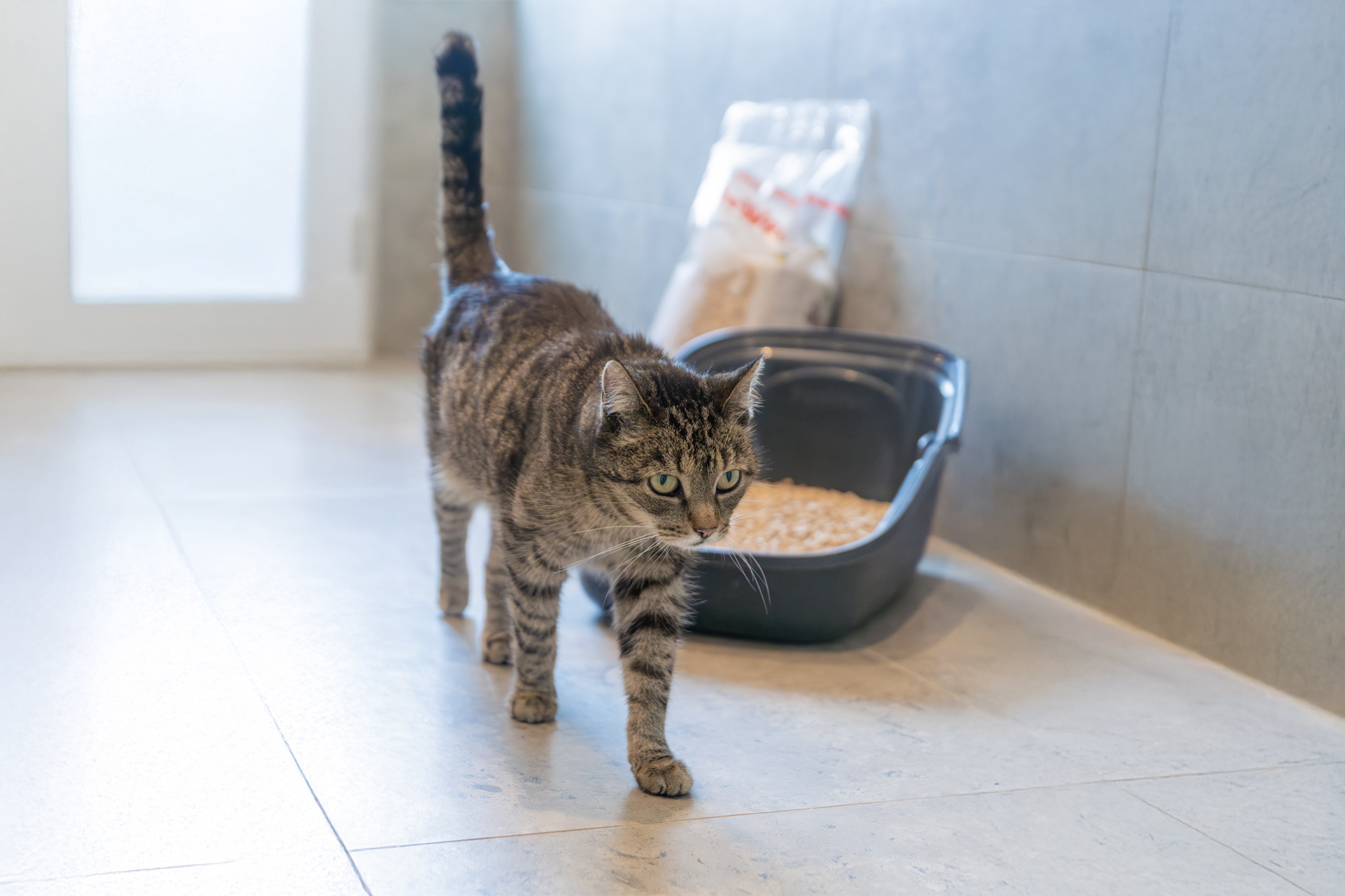 Pureplay article how to choose the right cat litter CAT 3x2