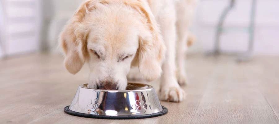 PETEN/ARTICLE/DOG FEEDING/SENIOR DOG FEEDING/IMAGE