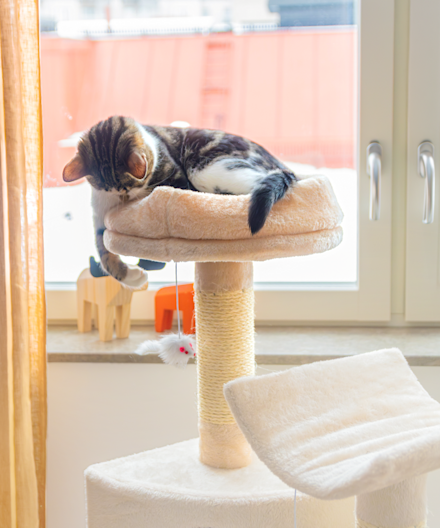 kattunge i kloretre som leker