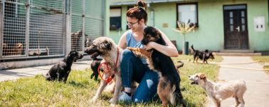 Guide to Starting a Nonprofit Animal Rescue