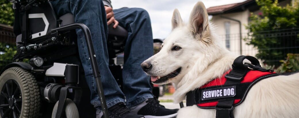 Breaking Down the Cost of a Service Dog