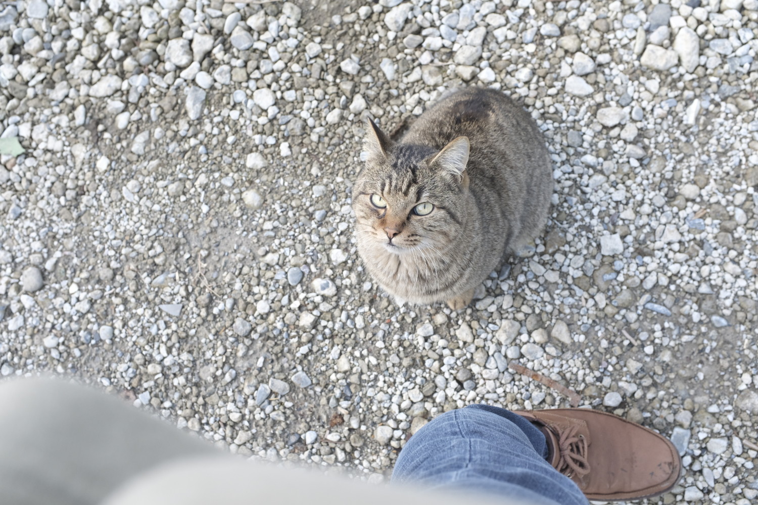 wooddeck_cat