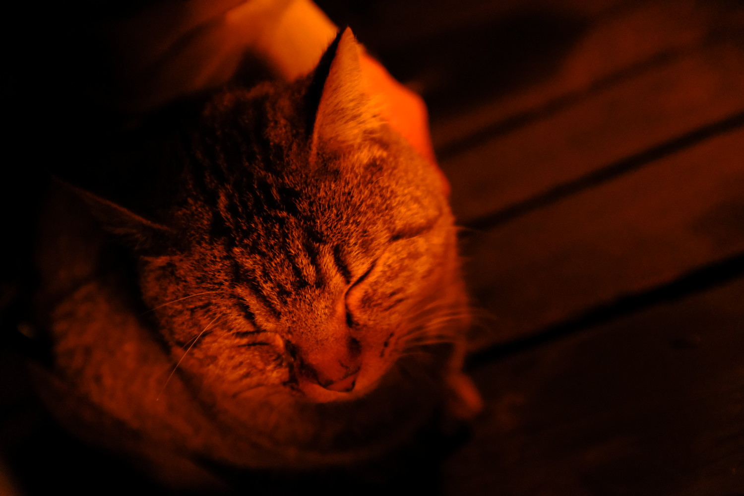 wooddeck_withcat