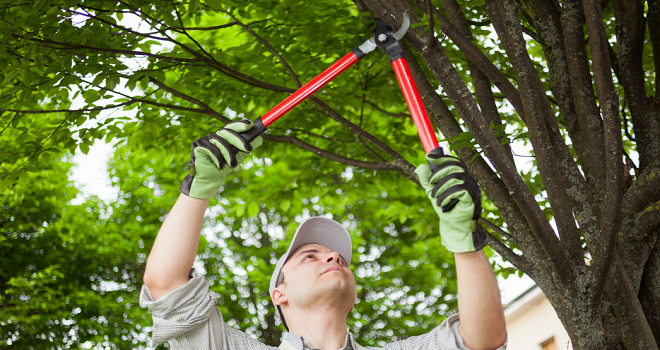 Image of homeowner trimming a tree