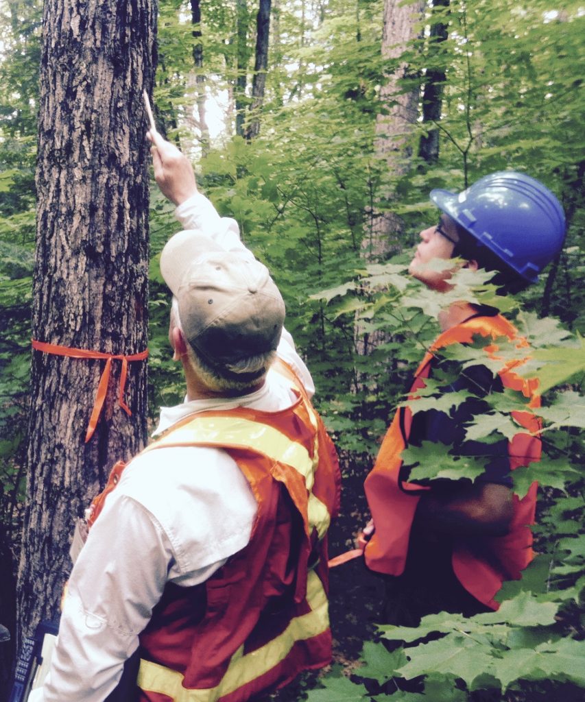 For forest sector professionals, a tree marking course certificate is