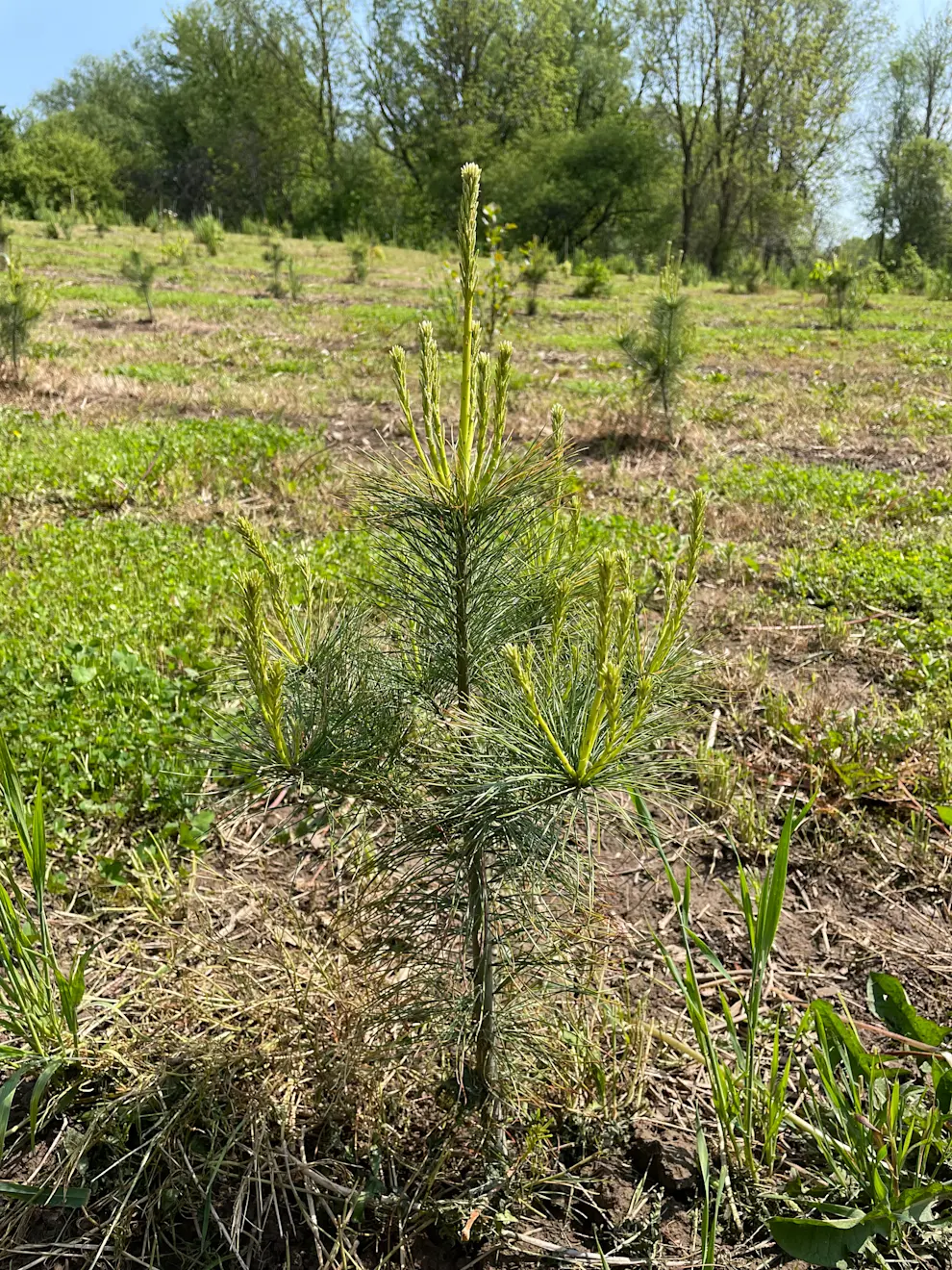 A two year old tree on an afforested planting site in Southwestern Ontario.JPG